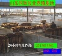 山西渾源縣養殖什么品種的肉牛最賺錢